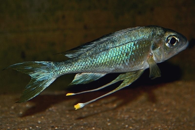Ophthalmotilapia sp. 'whitecap' Zongwe